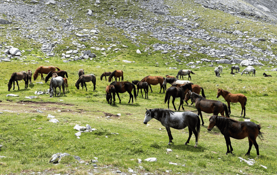 Wild horses on Mount Olympus